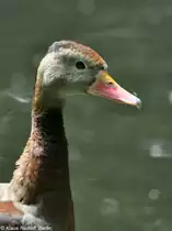 N�rdliche Herbstpfeifgans oder -Baumente (dendrocygna autumnalis autumnalis) im Tierpark Berlin.