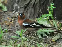 Buchfink (Fringilla coelebs). M�nnchen. Freiflieger im Tierpark Berlin.