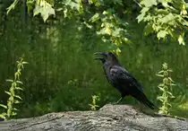 Kolkrabe, (Corvus corax). Noch ein recht seltener Vogel in Berlin. Nach Wikipedia wurden Ende der 1990´er Jahre gerade einmal 15 Brutpaare beobachtet. Foto: Im Juli 2015