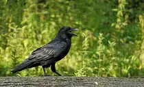 Kolkrabe, (Corvus corax). Noch ein recht seltener Vogel in Berlin. Nach Wikipedia wurden Ende der 1990´er Jahre gerade einmal 15 Brutpaare beobachtet. Foto: Im Juli 2015