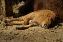 Amerikanischer Bison, (Bison bison). Bei Temperaturen jenseits der 30 Grad hat selbst die Jugend keine Lust herumzutollen. Foto:Im Hochsommer 2015, Zoologischer Garten Berlin
