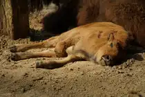 Amerikanischer Bison, (Bison bison). Bei Temperaturen jenseits der 30 Grad hat selbst die Jugend keine Lust herumzutollen. Foto:Im Hochsommer 2015, Zoologischer Garten Berlin
