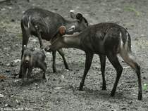 Ostchinesischer Schopfhirsch (Elaphodus cephalophus michianus). Weibchen mit Jungtier im Tierpark Berlin.