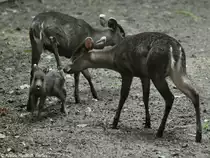 Ostchinesischer Schopfhirsch (Elaphodus cephalophus michianus). Weibchen mit Jungtier im Tierpark Berlin.