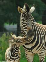 Chapman-Zebra (Equus quagga chapmani). Stute mit Fohlen im Tierpark Berlin.