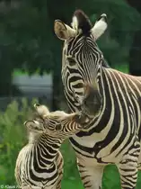 Chapman-Zebra (Equus quagga chapmani). Stute mit Fohlen im Tierpark Berlin.