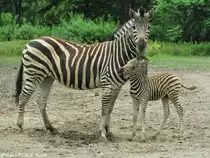 Chapman-Zebra (Equus quagga chapmani). Stute mit Fohlen im Tierpark Berlin.