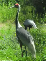 Wei�nackenkranich (Grus vipio) im Tierpark Berlin.