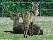Ellipsen-Wasserbock (Kobus ellipsiprymnus ellipsiprymnus). Weibchen und lteres Jungtier im Tierpark Berlin.