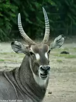 Ellipsen-Wasserbock (Kobus ellipsiprymnus ellipsiprymnus). Bock im Tierpark Berlin.