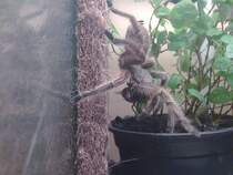 Grammostola rosea