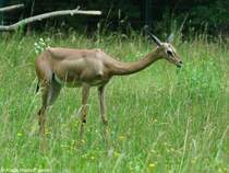 Sdliche Giraffengazelle (Litocranius walleri walleri). Weibchen im Tierpark Berlin.