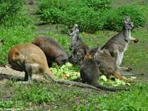 Vier Knguruarten auf einem Platz