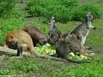 Vier K�nguruarten auf einem Platz