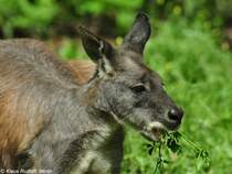 stliches Bergknguru (Macropus robustus robustus). Mnnchen im Tierpark Berlin.