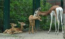 Mhorrgazelle (Nanger dama mhorr). Weibchen und Jungtiere im Tierpark Berlin.