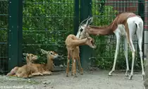 Mhorrgazelle (Nanger dama mhorr). Weibchen und Jungtiere im Tierpark Berlin.