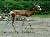 Mhorrgazelle (Nanger dama mhorr). Weibchen im Tierpark Berlin.