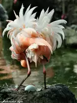Roter Flamingo (Phoenicopterus ruber). Br�tendes Tier mit Ei im Tierpark Berlin.