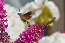 . Eine interessante Wanderfalterart: Das Taubenschw�nzchen (Macroglossum stellatarum) - Den Bl�tennektar nehmen die Taubenschw�nzchen im Fluge auf und im Eiltempo wechseln sie von Bl�te zu Bl�te. Bei jedem Trunk am Nektar tanken sie wieder reichlich auf und gleichen den Energieverlust des Fluges wieder mehr als aus. Schw�rmer sind mit besonders langen Saugr�sseln ausgestattet, die bei einigen Arten sogar die K�rperl�nge �bertreffen. Mit diesem �berlangen R�ssel kommen Taubenschw�nzchen an Bl�ten, die f�r fast alle anderen Insekten unerreichbar sind. 18.07.2015 (Jeanny)