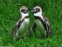 Humboldt-Pinguin (Spheniscus humboldti) im Tierpark Berlin (Juli 2015)