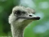 S�dafrikanischer Strau� (Struthio camelus australis). Weibchen im Tierpark Berlin (Juli 2015)