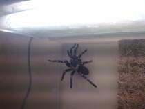 Brachypelma auratum