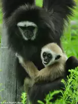 Lar oder Wei�handgibbon (Hylobatrs lar). Weibchen mit Jungtier im Tierpark Berlin (Juli 2015).