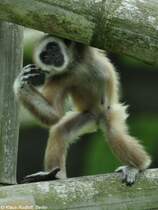 Lar oder Weihandgibbon (Hylobatrs lar). Jungtier im Tierpark Berlin (Juli 2015).