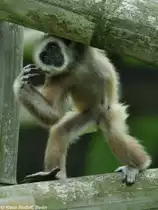 Lar oder Wei�handgibbon (Hylobatrs lar). Jungtier im Tierpark Berlin (Juli 2015).