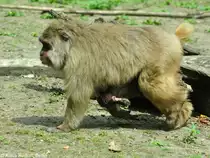 Japan-Makak oder Rotgesichtsmakak (Macaca fuscata). Mutter mit Jungtier am Bauch im Tierpark Berlin (Juli 2015).