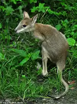 Flinkes K�nguru (Macropus agilis). Jungtier  Monti  (Handaufzucht) im Tierpark Berlin (Juli 2015).