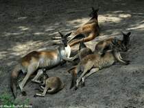 Schwarzgesichtsknguru (Macropus fuliginosus melanops). Gruppe im Tierpark Berlin (Juli 2015).