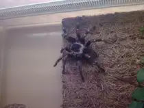 Brachypelma auratum