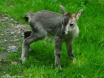 China-Blauschaf (Pseudois nayaur szechuanensis). Jungtier, ca. 4 Tage alt, im Tierpark Berlin (Juli 2015).