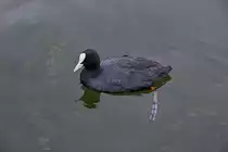 Bl�sshuhn im Hafen von Waren M�ritz. - 11.07.2015