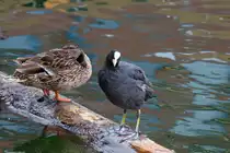 Dieses Bl�sshuhn pr�sentiert ihre langen Zehen mit den Schwimmlappen auf einem Balken. - 11.07.2015