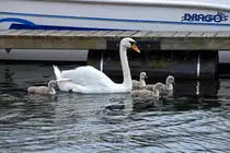 Schwan mit Nachwuchs im Hafen von Waren M�ritz. - 11.07.2015
