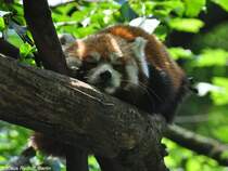 Westlicher Katzenbr (Ailurus fulgens fulgens). Weibchen  Tabea  im Tierpark Berlin (Juli 2015).