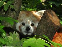 Westlicher Katzenbr (Ailurus fulgens fulgens). Mnnchen im Tierpark Berlin (Juli 2015).