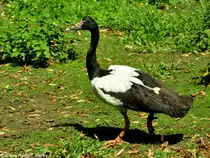 Spaltfussgans (Anseranas semipalmata) im Tierpark Berlin (Juli 2015).