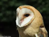 Mitteleurop�ische Schleiereule (Tyto alba guttata) im Tierpark Berlin (Juli 2015).