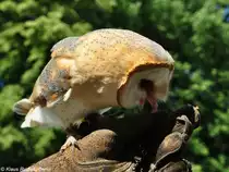 Mitteleurop�ische Schleiereule (Tyto alba guttata) im Tierpark Berlin (Juli 2015).
