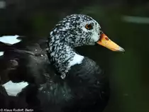 Malaienente oder Wei�fl�gelente (Cairina scutulata) im Zoo Berlin (Juli 2015).