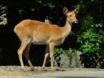 Barasingha oder Indischer Sumpfhirsch (Cervus duvaucelii). Weibchen im Zoo Berlin (Juli 2015).