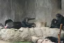 Schimpansen im Pongoland am 14.09.2008 in Leipzig.
