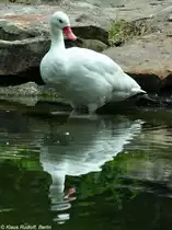Coscorobaschwan (Coscoroba coscotoba) im Zoo Berlin (Juli 2015).