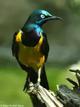 K�nigsglanzstar (Cosmopsarus regius) im Zoo Berlin (Juli 2015).