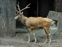 Milu oder Davidshirsch (Elaphurus davidianus). Mnnchen im Zoo Berlin (Juli 2015).