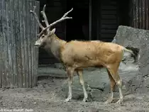 Milu oder Davidshirsch (Elaphurus davidianus). M�nnchen im Zoo Berlin (Juli 2015).